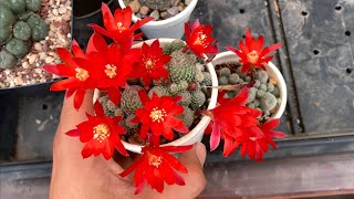 Rebutia heliosa El secreto de sus flores y cuidados Bolivia [upl. by Kirkpatrick]