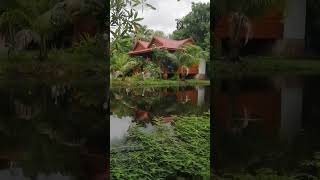 Pond make garden more beautiful nature garden house woodenhouse plants [upl. by Ezaria]