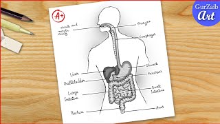 How to draw a Human Digestive system Diagram Drawing  easy science project making  step by step [upl. by Weinstock]