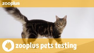 Nala amp Simba  zooplus pets testing Royal Canin Kitten [upl. by Dita]