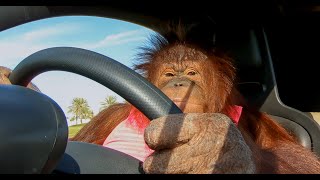 Animalias Orangutan Rambo loves her electric car [upl. by Colt]