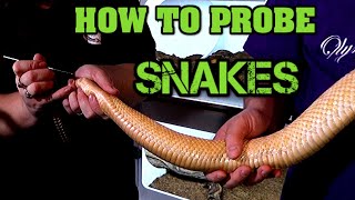 How to probe a snake Using deadly rattlesnakes [upl. by Samaj]