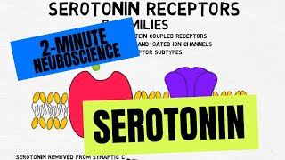 2Minute Neuroscience Serotonin [upl. by Pennington]