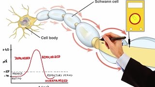 NEURON ACTION POTENTIAL MADE EASY [upl. by Enelyw]