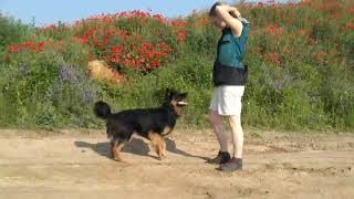 Chodsky pes Asioka  obedience 062020 [upl. by Eecyaj202]