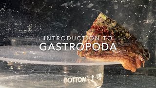 Introduction to Gastropoda [upl. by Uird721]