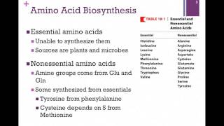 135Overview of Amino Acid Biosynthesis [upl. by Michell445]