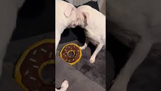 Two dogs growl over donut toy in DeLand Florida [upl. by Anelyak]