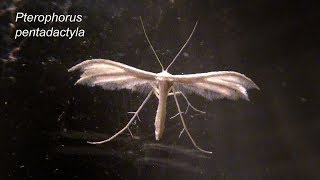 PTEROPHORUS pentadactyla [upl. by Nomzzaj]