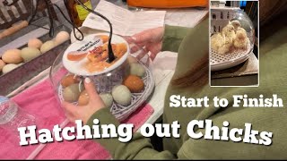 Hatching Chicks  Is it too EARLY  Smart Incubator  Start to Finish [upl. by Ahrens]