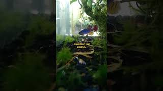 Guentheri red killifish animals killifish guentheri [upl. by Jarin]