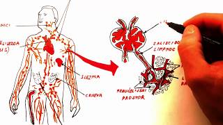 IMUNITET prvi dio KRVNE ĆELIJE I LIMFNI SISTEM [upl. by Ahsakat]
