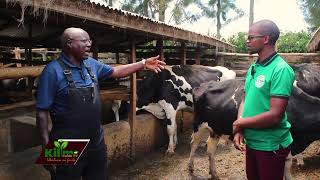 40 Litres per day per cow Feeding Guide with KenyanUSA FarmerDAIRY FARMING [upl. by Em]