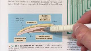 Los Cordados Introducción Características del filo [upl. by Benilda]