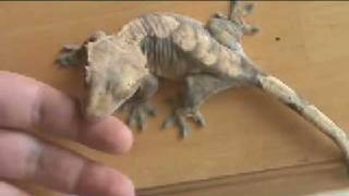 Crested Gecko Shedding [upl. by Lobel24]