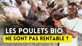 Voici Pourquoi lÉlevage de Poulet Bio nest pas Rentable [upl. by Purpura]