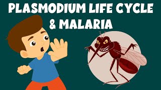 Life Cycle of Plasmodium  Malaria and the Life Cycle of Plasmodium  Video for Kids [upl. by Ellehcer]