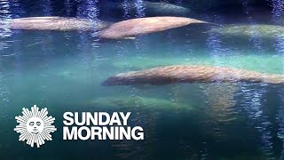 Nature Manatees in Florida [upl. by Sesmar186]