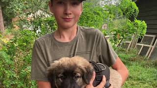 Anatolian Shepherd Puppy Weeks 712 [upl. by Pevzner731]