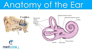 Anatomy and Physiology of the Ear [upl. by Thea]