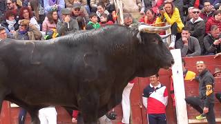 Toros Bravos Capea Ciudad Rodrigo 2019 [upl. by Akinihs]