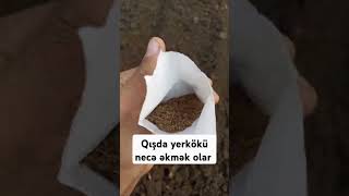 yerkökü qış payız kənd kəndimiz carrot havuç əkinçi kəşfet kəşfetədüş kəşfetədüş kəsfet [upl. by Nossah]