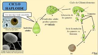 Ciclo Biológico Diploide haploide y diplohaploide [upl. by Hale43]