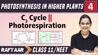 Photosynthesis in Higher Plants 04  Photorespiration  Class11NEET  RAFTAAR [upl. by Noirb]