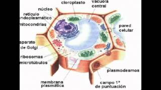 Como Funciona El Gano Cafe Tres en Uno [upl. by Harelda]