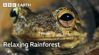 The Tranquil Forests of Cuba  The Wild Place  BBC Earth [upl. by Tamanaha]