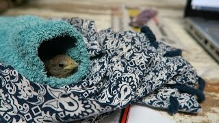 CUTE BABY BIRD [upl. by Romilda57]