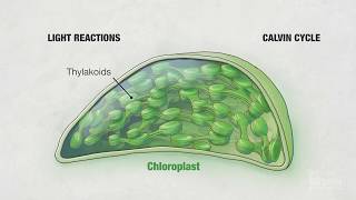 Photosynthesis Part 4 Chloroplasts  HHMI BioInteractive Video [upl. by Patsy723]