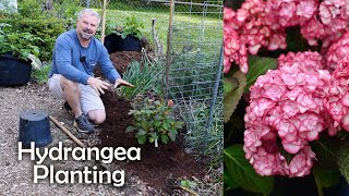 How to Plant a Hydrangea [upl. by Baryram]