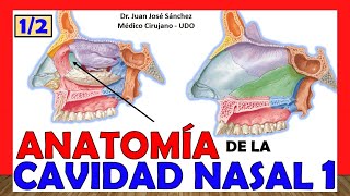 🥇 CAVIDAD NASAL 1 12 ¡Explicación Fácil y Sencilla Huesos Límites y Relaciones [upl. by Mattie297]