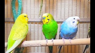 Pleasant American Parakeets Chirping Singing and Playing 4Hr of relaxation [upl. by Docia]