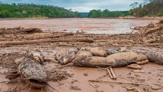 Tragédia Ambiental no Rio Doce  Barragem da Samarco [upl. by Kcirded]