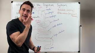 Overview of the Digestive System [upl. by Crichton]