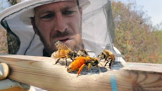 Bees perform a miracle to save their Queen [upl. by Brita]