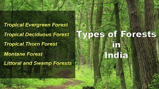 Types of Forests in India  Evergreen Deciduous Thorny Montane Littoral Swamp [upl. by Devina987]