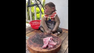 See this funny monkey Icy Is Eating Snack Under The Tree cute monkey animals eating [upl. by Adnarym]