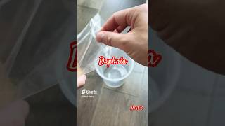 How I culture Daphnia part 2 [upl. by Starkey]