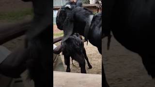 Goat Beautiful Moments Time Of Village Farm2024  Part 28 [upl. by Odelinda]