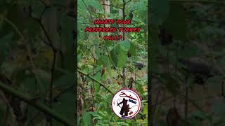 Fall turkey season is right around the corner turkeyhunting fall turkeycall [upl. by Sherborne]