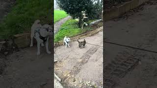 Jug vs cat puppy jug jackrussell pugandplay kitten doglover doglife [upl. by Kiel920]