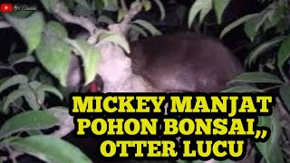 Malam hari Mickey otter yang sangat lucu manjat pohon bonsai [upl. by Idnerb]