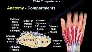 Conditions Affecting Dorsal Wrist Compartments  Everything You Need To Know  Dr Nabil Ebraheim [upl. by Jess]