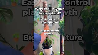 Why Trellis Your Houseplants Lets Untangle This [upl. by Sutsugua176]