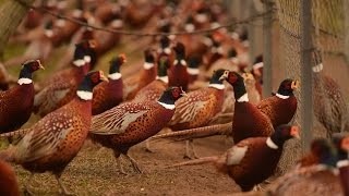 Hunting time Rounding up the birds at New York states last pheasant farm [upl. by Enytnoel388]