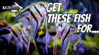 The BEST Fish For Every Aquarium Size [upl. by Tod]