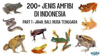 200 Jenis Amfibi di Indonesia  Part 1  Jawa Bali Nusa Tenggara [upl. by Airt]